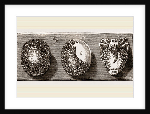 Eggs of Garden-Spider by Anonymous