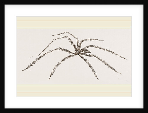 Long legged House-Spider by Anonymous