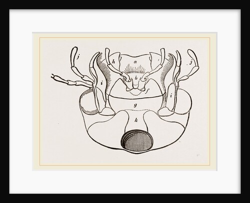 Month of Water-Beetle by Anonymous