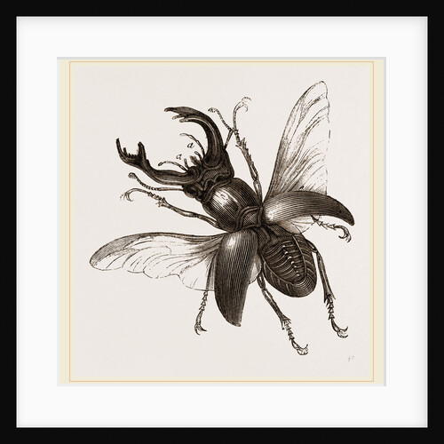 Stag Beetle, beetle in the family Lucanidae by Anonymous