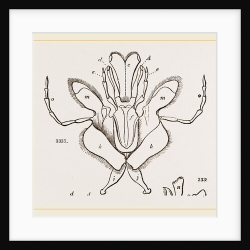 Parts of Mouth various Insects by Anonymous