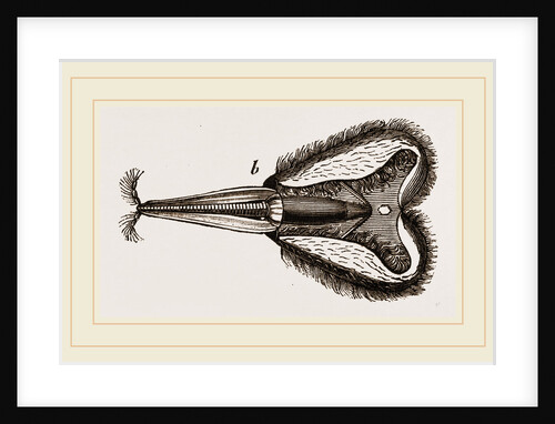 Mouth of Bee by Anonymous
