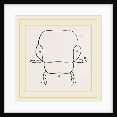 Parts of Head Beetle by Anonymous