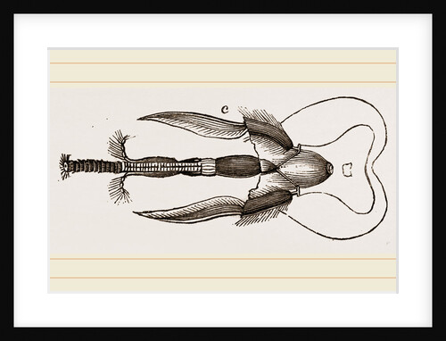 Mouth of Bee by Anonymous