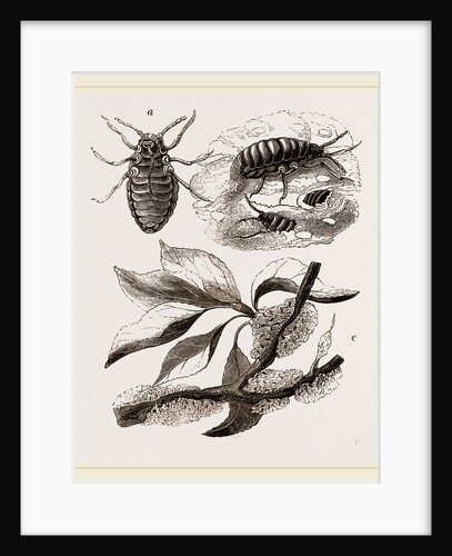Apple-Aphis by Anonymous
