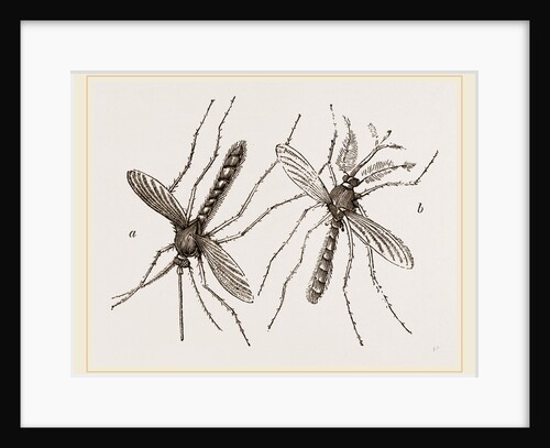 Male and Female Gnats by Anonymous