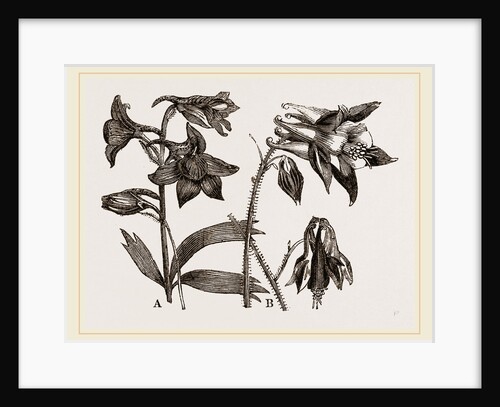 Larkspur and Columbine by Anonymous