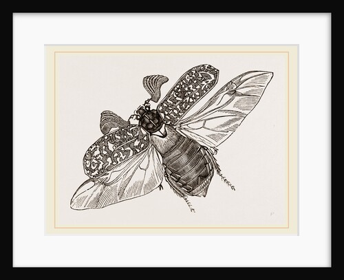 Beetle flying by Anonymous