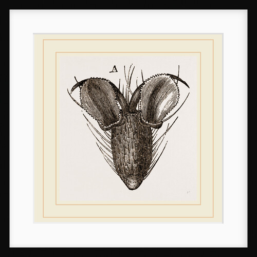 Foot of Bluebottle-Fly by Anonymous