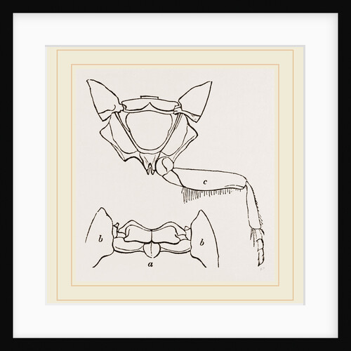 Parts of Thorax Beetle by Anonymous