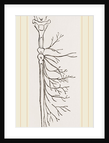 Nervous System in Chaffer-Beetle and Larva by Anonymous