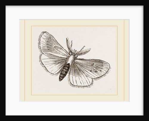 Moth by Anonymous