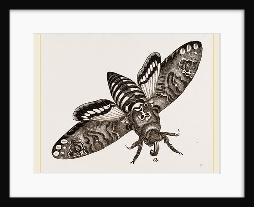 Death's-Head Hawk-Moth by Anonymous