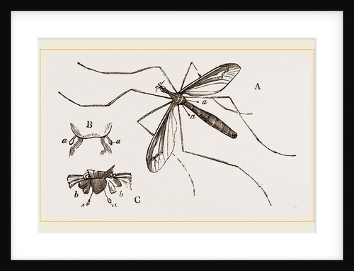 Father Long-legs by Anonymous