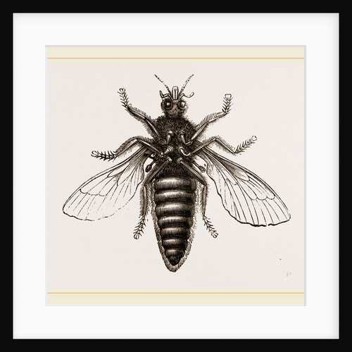 Under Surface of Two-winged Insect by Anonymous