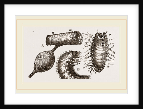 Details of Rhinoceros Beetle by Anonymous