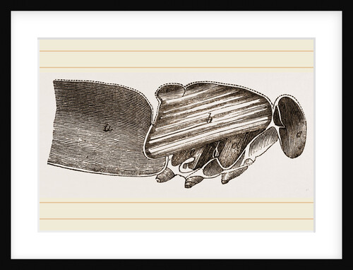 Muscles of Flight by Anonymous