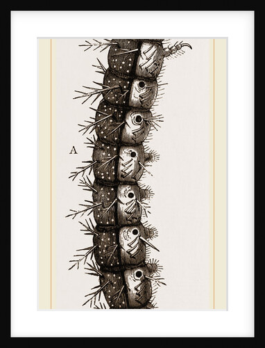 Caterpillar and Viscera of Tortoiseshell Butterfly by Anonymous