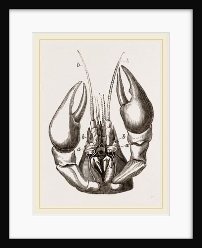 Head of Lobster by Anonymous