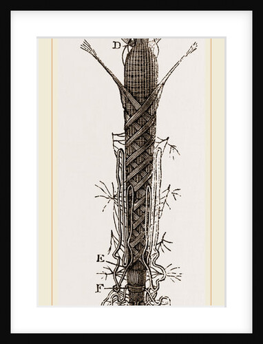 Viscera of Goat-Moth by Anonymous