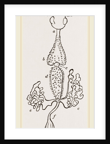Intestines of Cicindela campestris by Anonymous