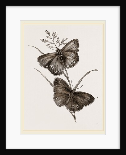 Ringlet Butterfly and Poa Grass by Anonymous