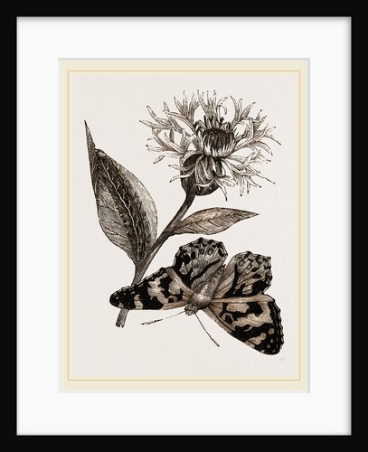 Painted Lady and Alpine Bluebottle by Anonymous
