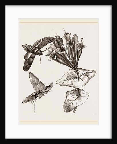 Humming-bird Moth and Honeysuckle by Anonymous