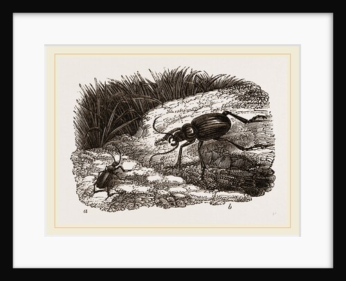 Bombardier and Calosoma by Anonymous