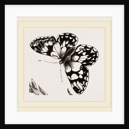 Marbled Butterfly by Anonymous