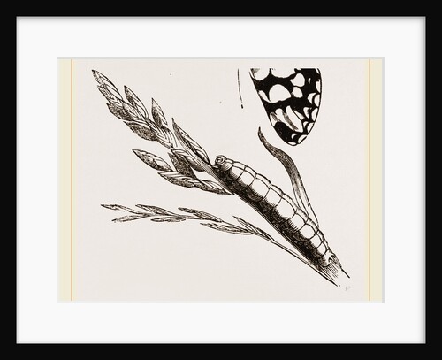 Marbled Butterfly by Anonymous