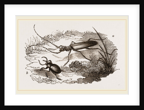 Musk-Beetle and Catehweed-Beetle by Anonymous