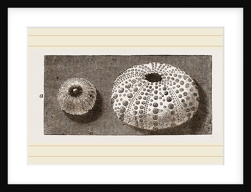 Egg of Angleshades Moth and Sea-Egg by Anonymous