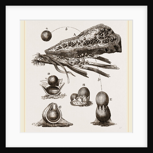 Seeds of Spliwrobolus stellatus by Anonymous