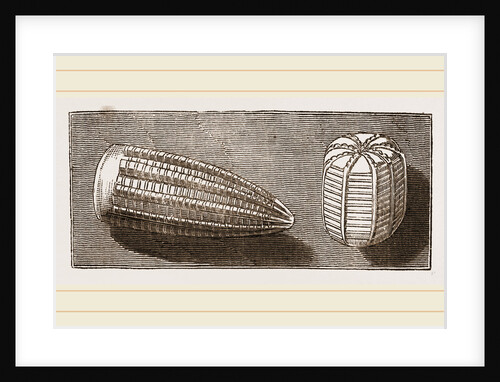 Egg of Butterfly and'of Moth by Anonymous