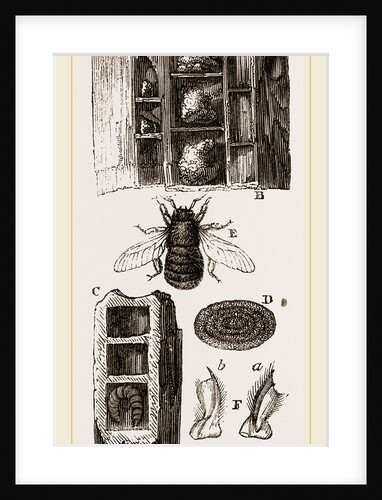 Cells of Carpenter-Bee in Wood by Anonymous