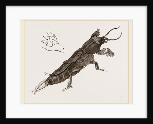 Mole-Cricket by Anonymous
