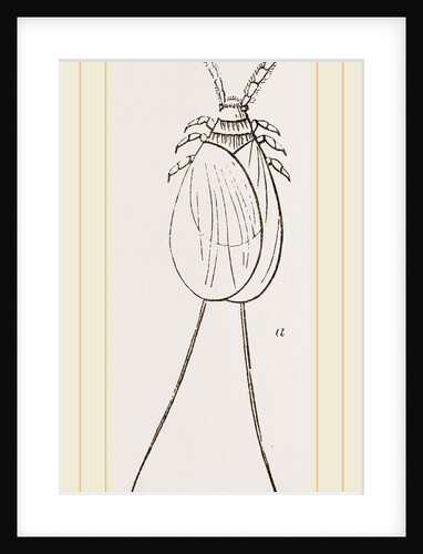 Cochineal Insects by Anonymous