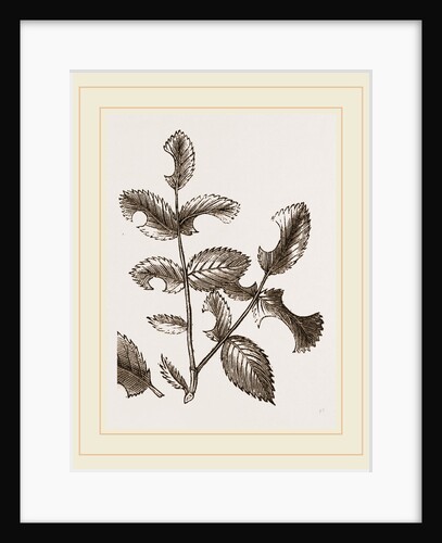Rose-cutter Bee Leaves and Nest by Anonymous