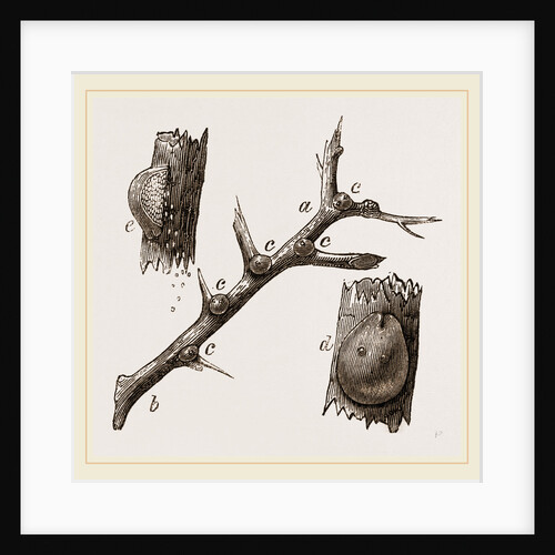 Eggs of Hawthorn Coccus by Anonymous