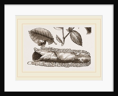 Rose-cutter Bee Leaves and Nest by Anonymous