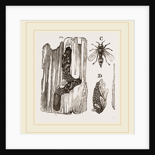 Cells of Carpenter-Wasp by Anonymous