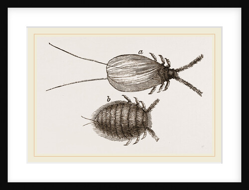 Cochineal Insects by Anonymous