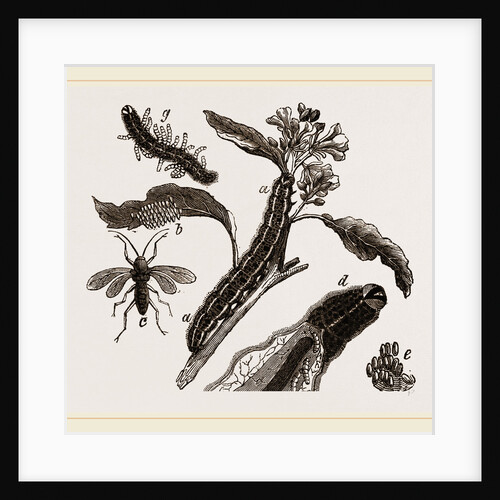 Ichneumons and Caterpillars by Anonymous