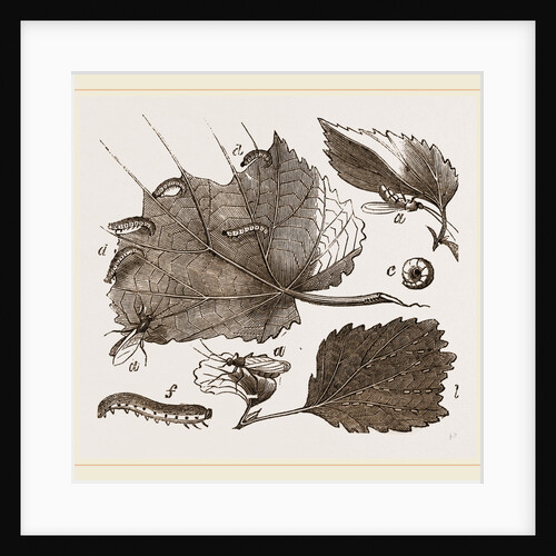 Saw-Fly of the Gooseberry by Anonymous