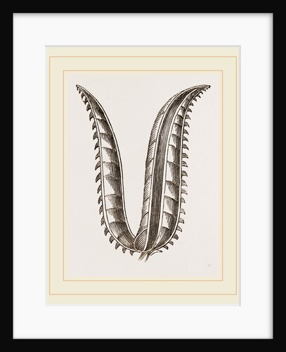 Ovipositor of Saw-Fly by Anonymous