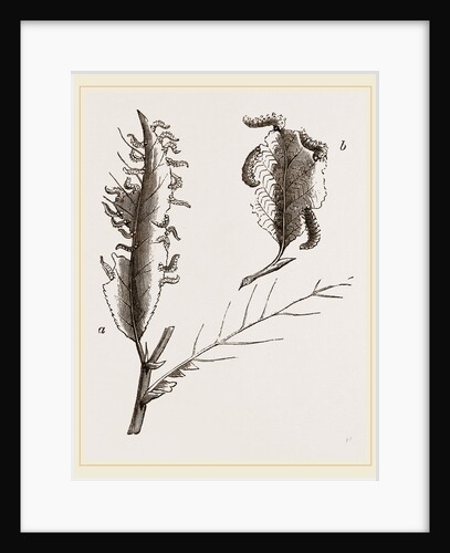 Caterpillars on the Ozier and Alder by Anonymous