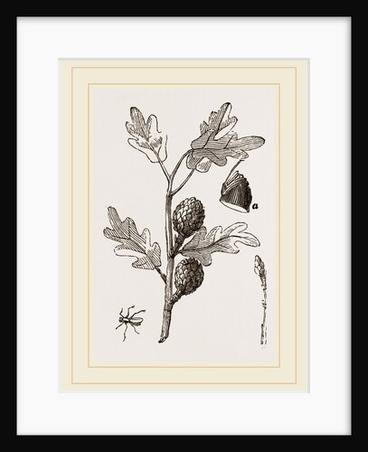 Artichoke-galls of Oak by Anonymous