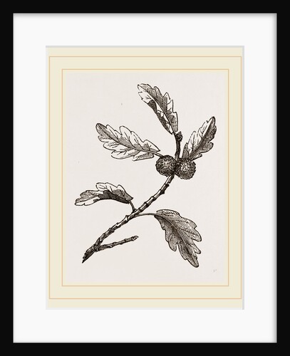 Galls of Oak by Anonymous