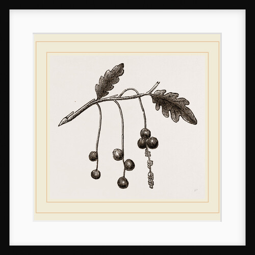 Currant-galls on Oak by Anonymous
